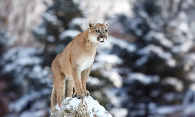 The Diet And Hunting Strategies Of The Cougar