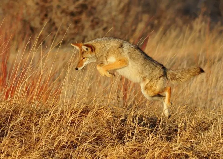 The Diet And Hunting Strategies Of The Coyote