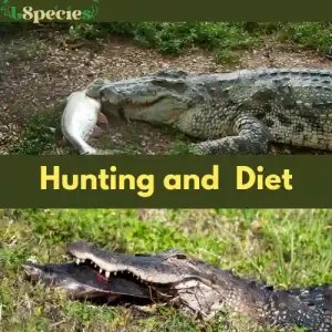 The Diet And Hunting Strategies Of The Crocodile
