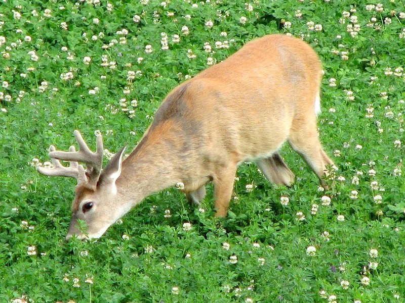 The Diet And Hunting Strategies Of The Deer
