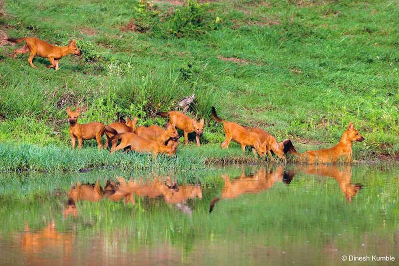 The Diet And Hunting Strategies Of The Dhole