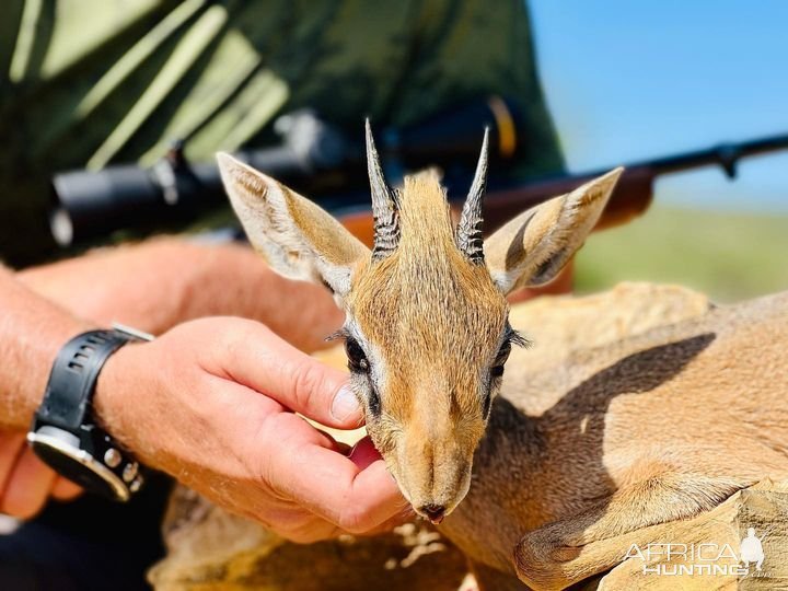 The Diet And Hunting Strategies Of The Dik-Dik