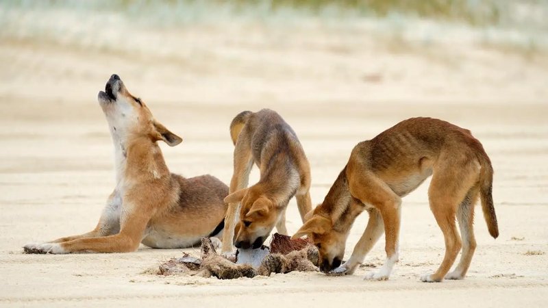 The Diet And Hunting Strategies Of The Dingo