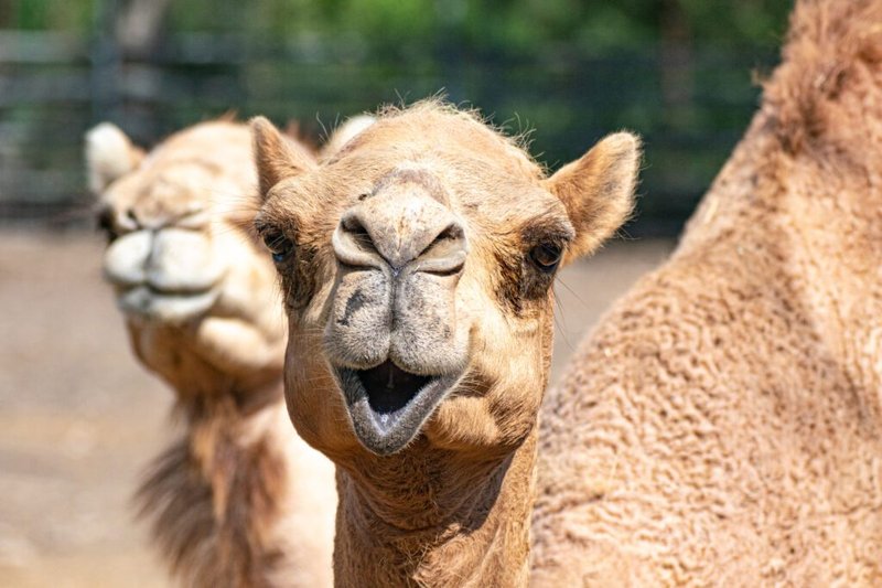 The Diet And Hunting Strategies Of The Dromedary