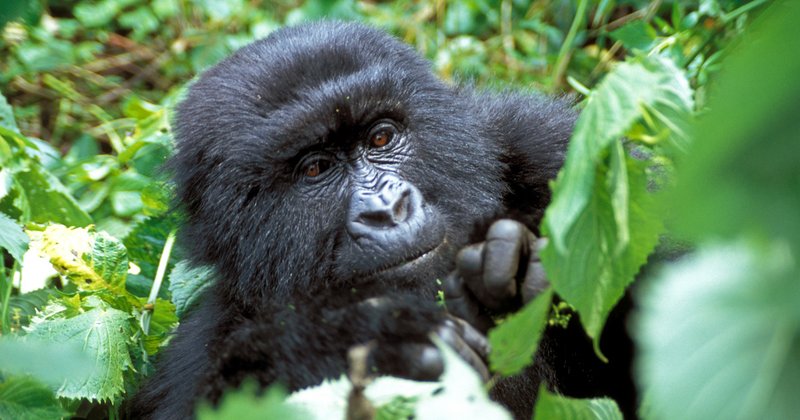 The Diet And Hunting Strategies Of The Eastern Gorilla