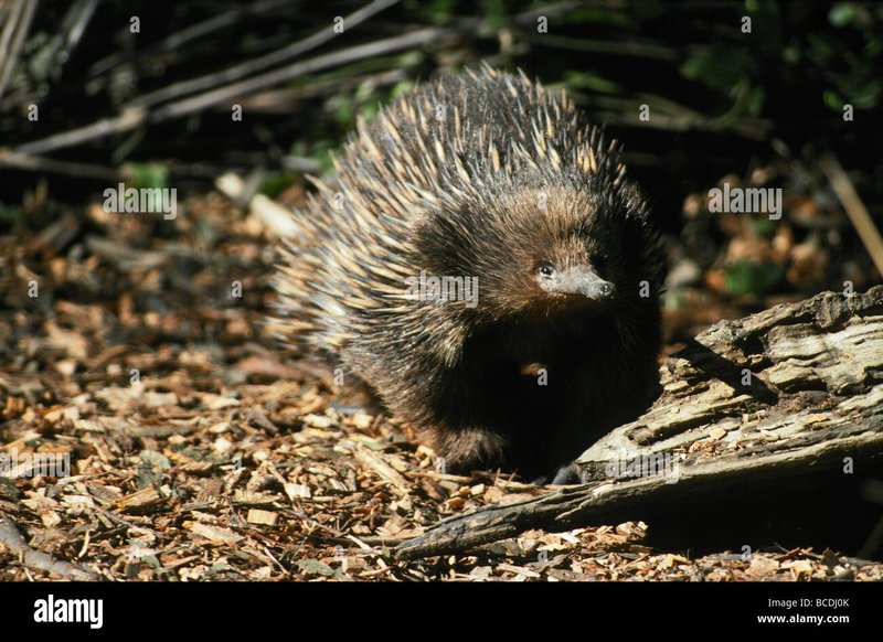 The Diet And Hunting Strategies Of The Echidna