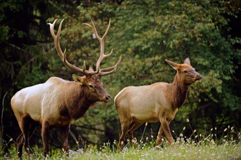 The Diet And Hunting Strategies Of The Elk