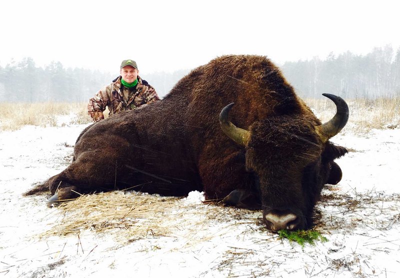 The Diet And Hunting Strategies Of The European Bison