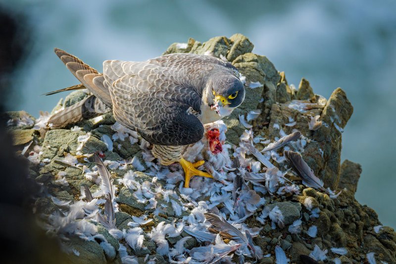 The Diet And Hunting Strategies Of The Falcon