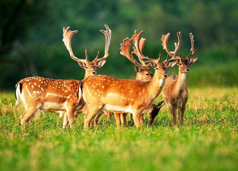 The Diet And Hunting Strategies Of The Fallow Deer