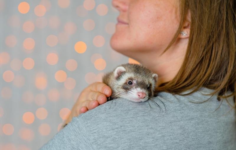 The Diet And Hunting Strategies Of The Ferret