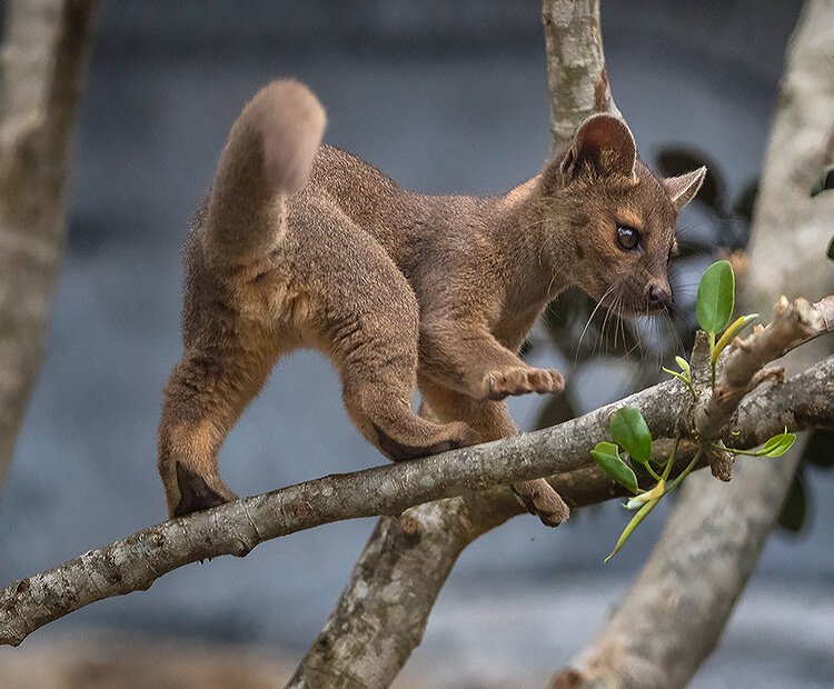 The Diet And Hunting Strategies Of The Fossa