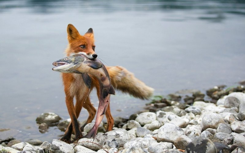 The Diet And Hunting Strategies Of The Fox