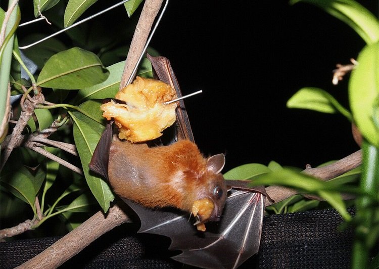 The Diet And Hunting Strategies Of The Fruit Bat