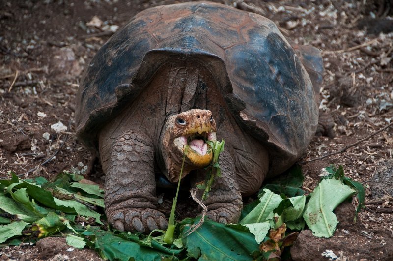 The Diet And Hunting Strategies Of The Galã¡Pagos Tortoise