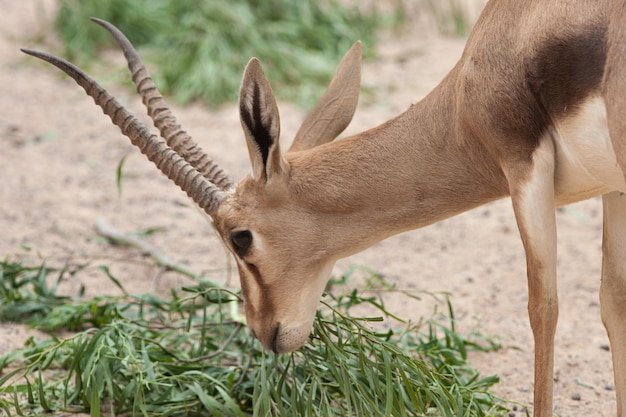 The Diet And Hunting Strategies Of The Gazelle