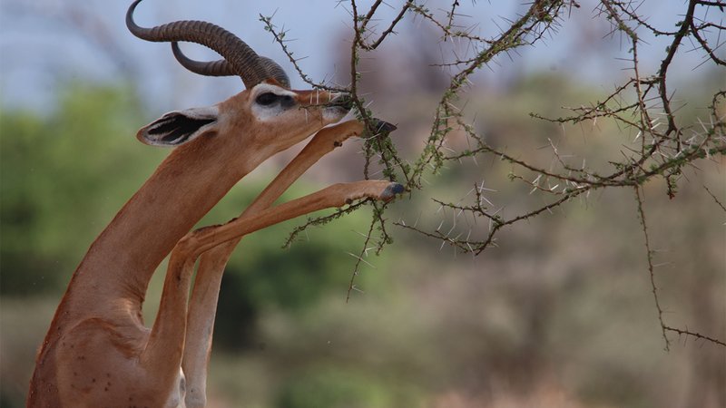 The Diet And Hunting Strategies Of The Gerenuk
