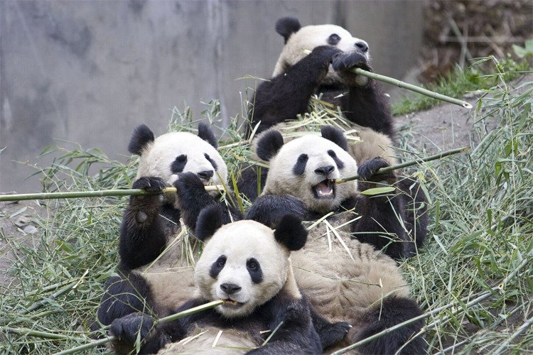 The Diet And Hunting Strategies Of The Giant Panda