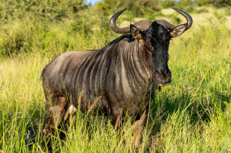 The Diet And Hunting Strategies Of The Gnu