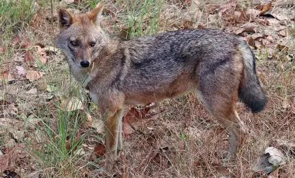 The Diet And Hunting Strategies Of The Golden Jackal