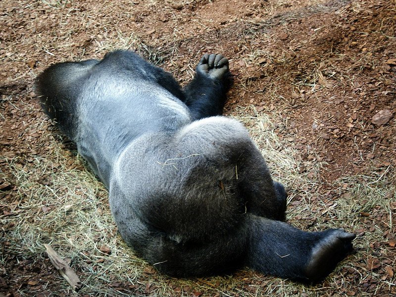 The Diet And Hunting Strategies Of The Gorilla