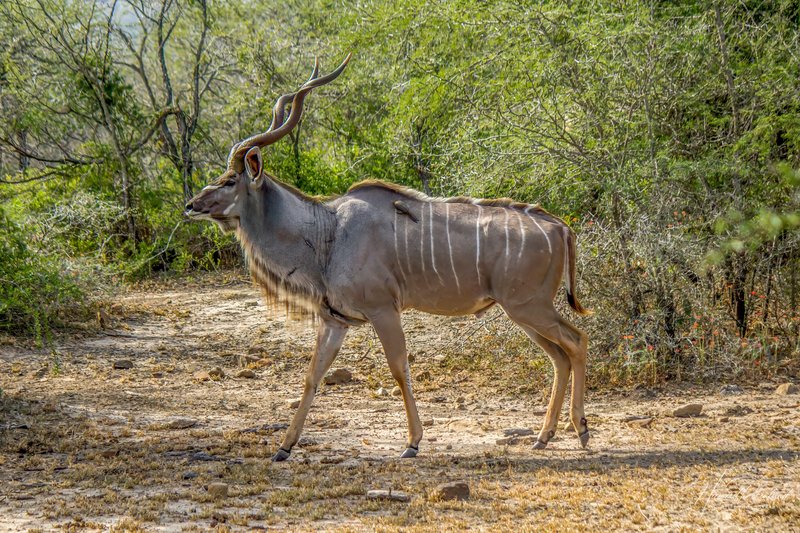 The Diet And Hunting Strategies Of The Greater Kudu