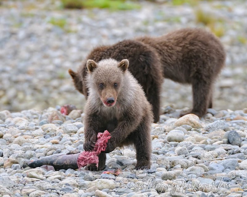 The Diet And Hunting Strategies Of The Grizzly Bear