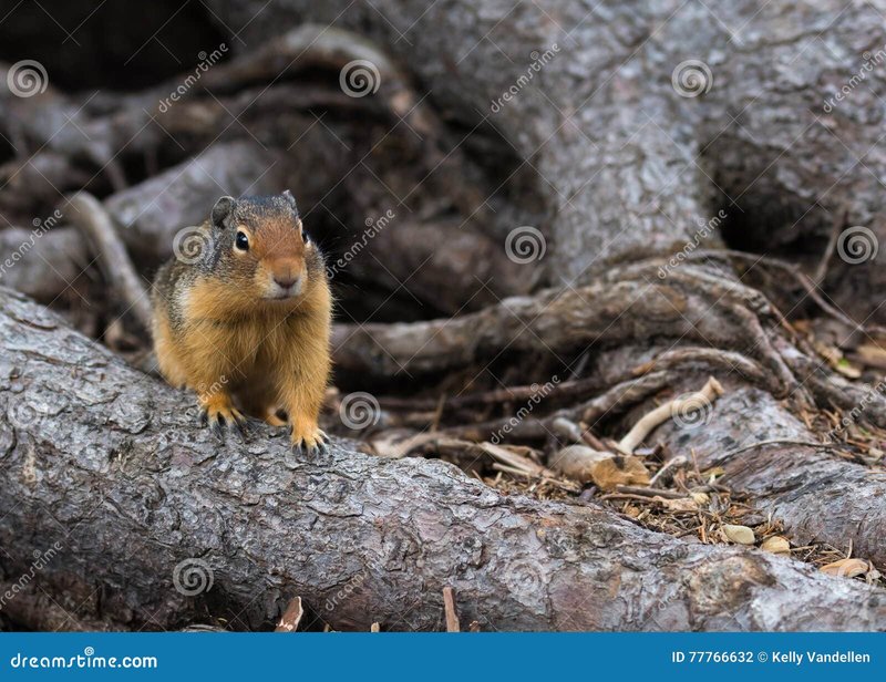 The Diet And Hunting Strategies Of The Ground Squirrel