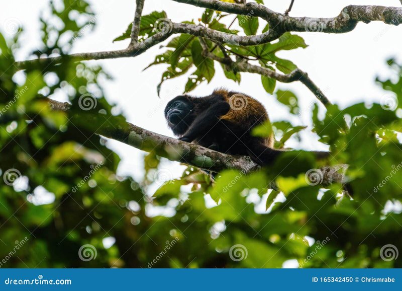 The Diet And Hunting Strategies Of The Guariba (Howler Monkey)