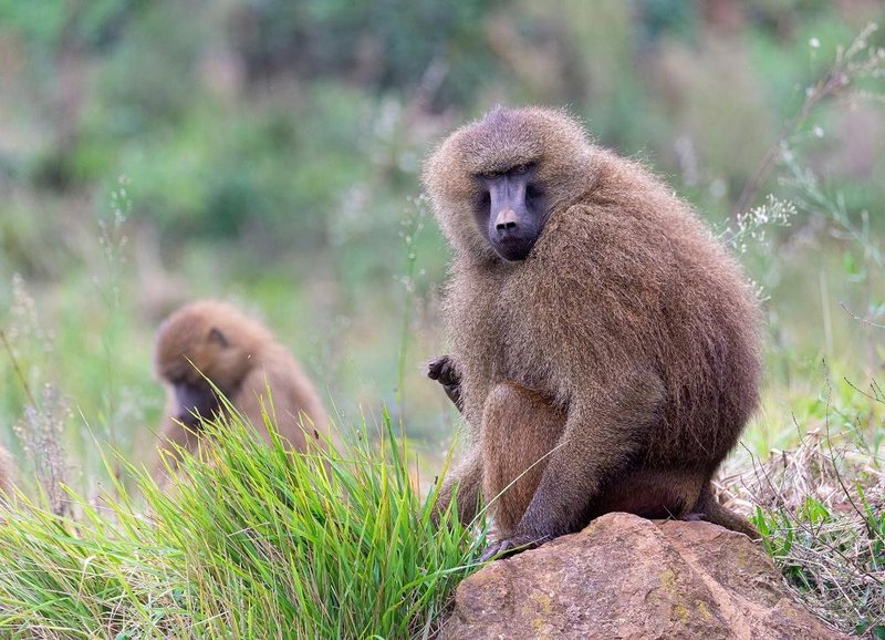 The Diet And Hunting Strategies Of The Guinea Baboon