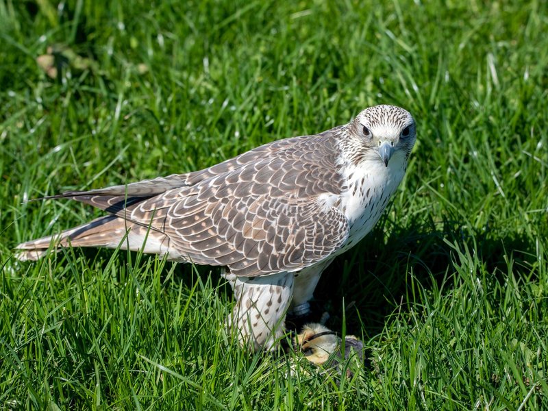 The Diet And Hunting Strategies Of The Gyrfalcon