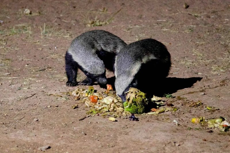 The Diet And Hunting Strategies Of The Honey Badger