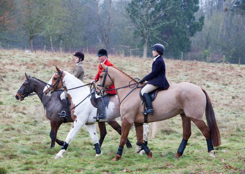 The Diet And Hunting Strategies Of The Horse