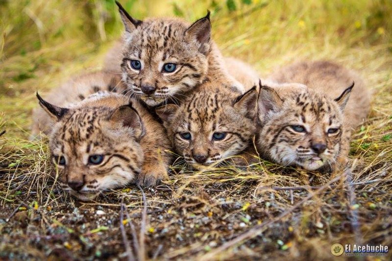 The Diet And Hunting Strategies Of The Iberian Lynx