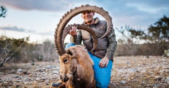 The Diet And Hunting Strategies Of The Ibex
