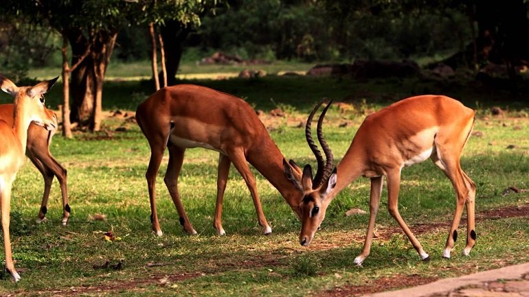 The Diet And Hunting Strategies Of The Impala