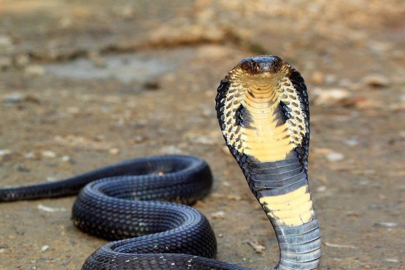 The Diet And Hunting Strategies Of The Indian Cobra