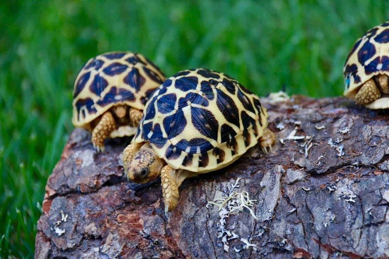 The Diet And Hunting Strategies Of The Indian Star Tortoise
