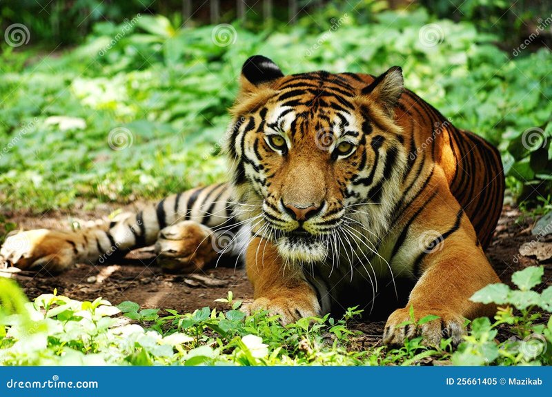 The Diet And Hunting Strategies Of The Indochinese Tiger