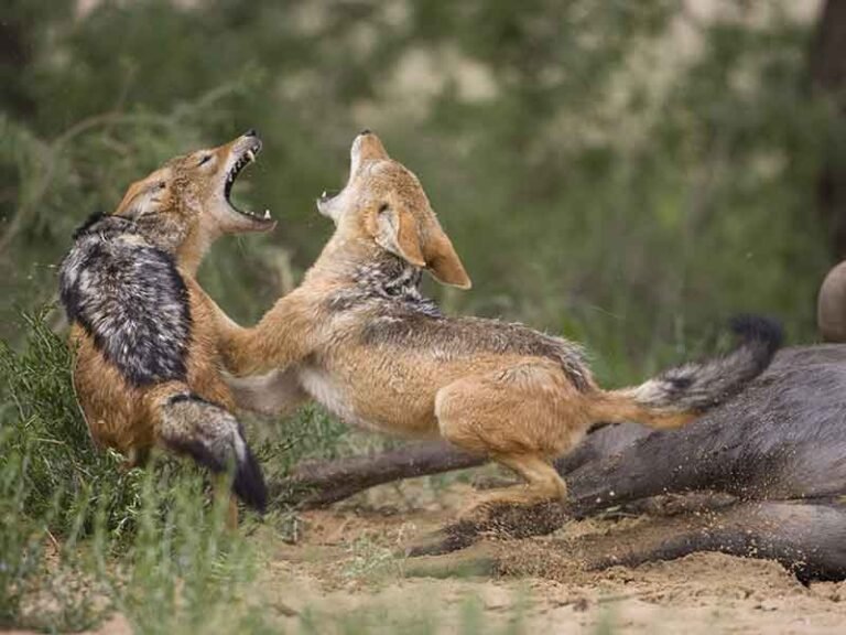 The Diet And Hunting Strategies Of The Jackal