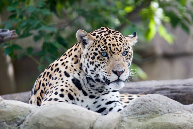 The Diet And Hunting Strategies Of The Jaguar