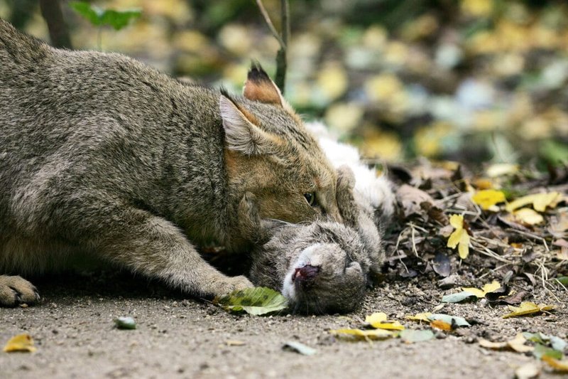 The Diet And Hunting Strategies Of The Jungle Cat