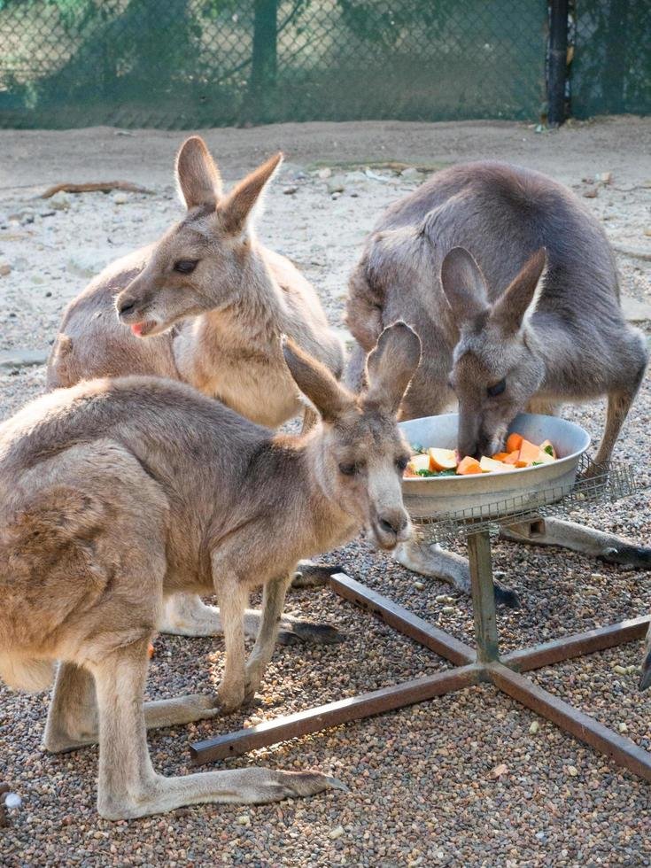 The Diet And Hunting Strategies Of The Kangaroo