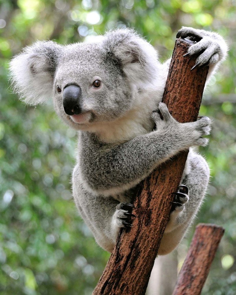 The Diet And Hunting Strategies Of The Koala