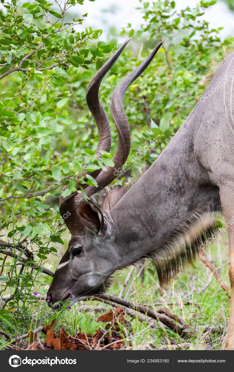 The Diet And Hunting Strategies Of The Kudu