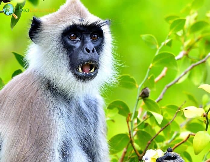 The Diet And Hunting Strategies Of The Langur