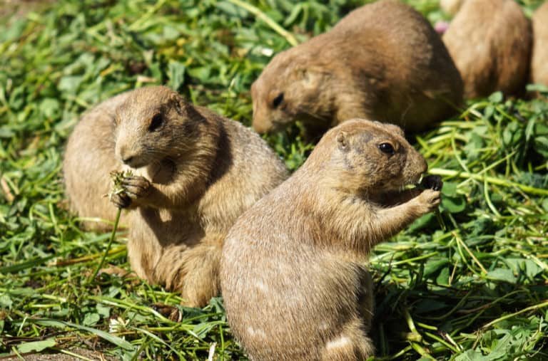 The Diet And Hunting Strategies Of The Lemming