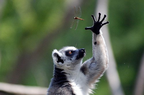 The Diet And Hunting Strategies Of The Lemur