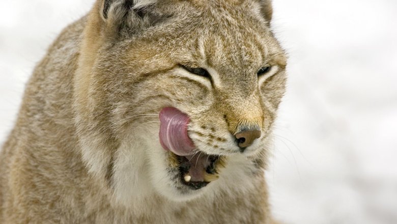 The Diet And Hunting Strategies Of The Lynx