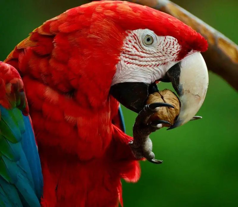 The Diet And Hunting Strategies Of The Macaw